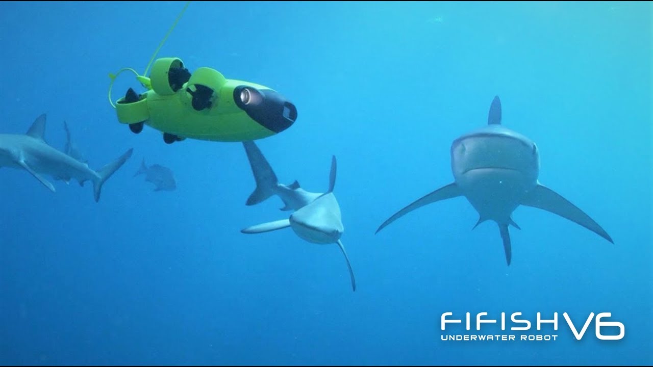 FIFISH V6 Swimming with the Sharks