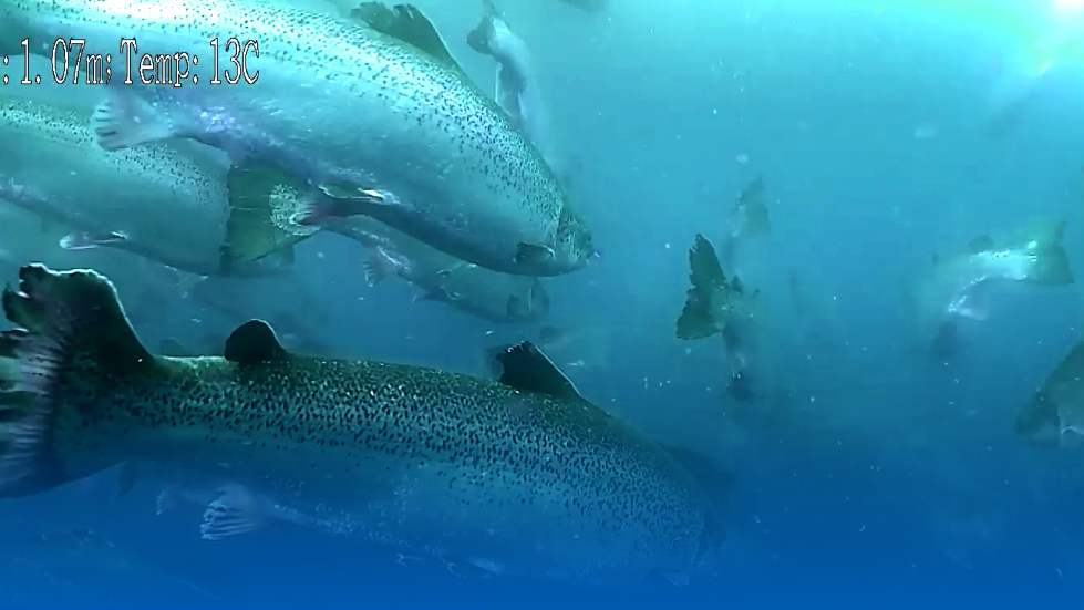 Norwegian Fish Farm Enhances Operations with FIFISH ROV